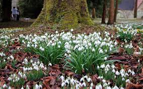 Snowdrop event with Singing from Amersham A Cappella